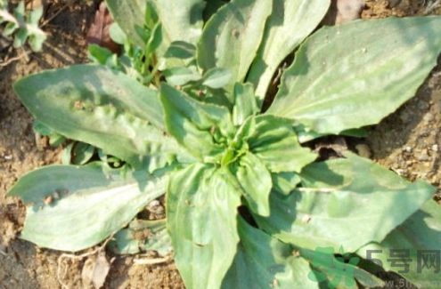 車(chē)前草可以治療尿道炎嗎?車(chē)前草能治尿道炎嗎?