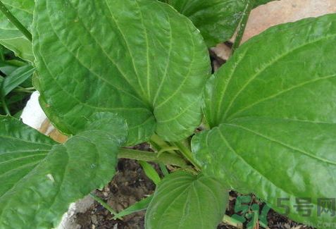 車(chē)前草可以治痛風(fēng)嗎?車(chē)前草能治痛風(fēng)嗎? 車(chē)前草可以治痛風(fēng)嗎?車(chē)前草能治痛風(fēng)嗎?