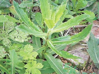 車(chē)前草可以治咳嗽嗎?車(chē)前草能止咳化痰嗎?