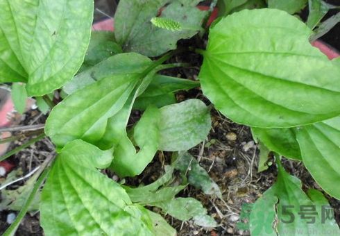 車(chē)前草可以治咳嗽嗎?車(chē)前草能止咳化痰嗎?