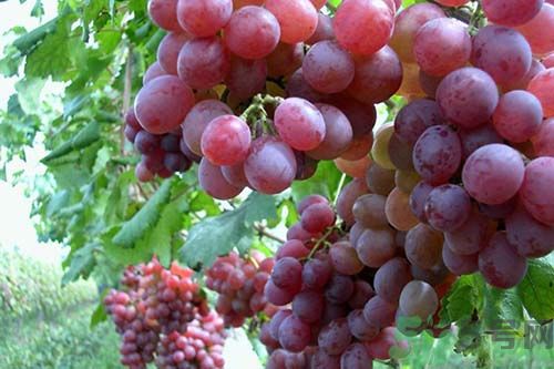 提子和葡萄一樣嗎?提子和葡萄有什么區(qū)別 提子和葡萄一樣嗎?提子和葡萄有什么區(qū)別