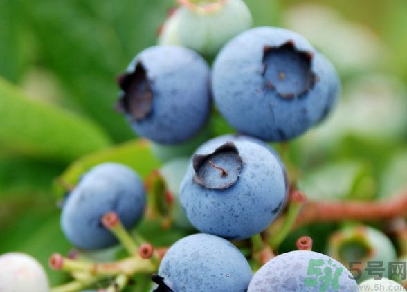 藍(lán)莓上面的白色的東西是什么？藍(lán)莓上面的白色的東西可以吃嗎？