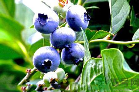 藍(lán)莓有籽嗎？藍(lán)莓籽是藍(lán)莓的種子嗎？