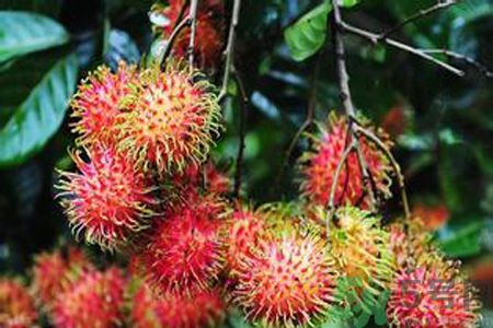 紅毛丹的殼可以吃嗎？紅毛丹的皮可以吃嗎？