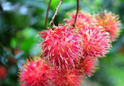 寶寶可以吃紅毛丹嗎？寶寶多大了可以吃紅毛丹？