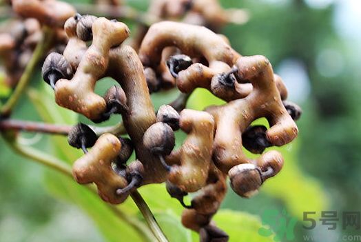 雞爪梨怎么泡酒?雞爪梨泡酒的功效與作用 雞爪梨怎么泡酒?雞爪梨泡酒的功效與作用