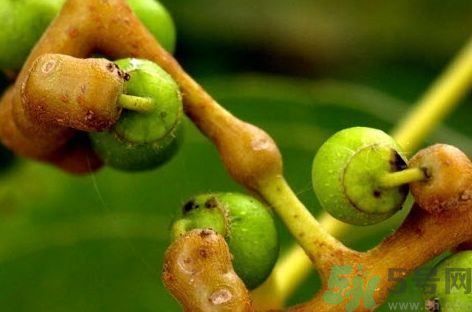 雞爪梨怎么泡酒?雞爪梨泡酒的功效與作用 雞爪梨怎么泡酒?雞爪梨泡酒的功效與作用