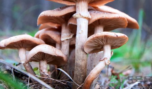 蘆筍可以和蘑菇一起吃嗎?蘆筍能和蘑菇同吃嗎? 蘆筍可以和蘑菇一起吃嗎?蘆筍能和蘑菇同吃嗎?