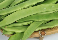 扁豆可以和土豆一起吃嗎?扁豆能和土豆同吃嗎? 扁豆可以和土豆一起吃嗎?扁豆能和土豆同吃嗎?