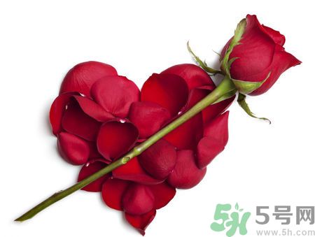 父親節(jié)送什么花好？父親節(jié)送什么花？