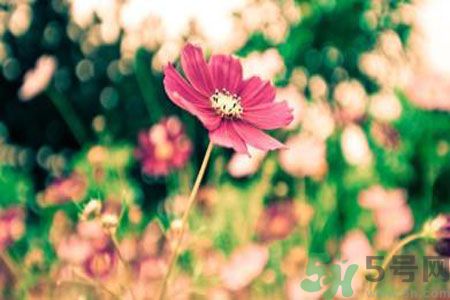 父親節(jié)送什么花好？父親節(jié)送什么花？