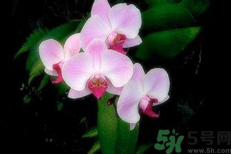 父親節(jié)送什么花好？父親節(jié)送什么花？