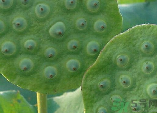 蓮蓬可以多吃嗎?蓮蓬吃多了會怎么樣? 蓮蓬可以多吃嗎?蓮蓬吃多了會怎么樣?