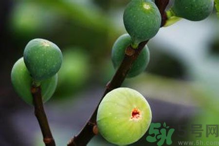 無花果是酸性還是堿性？無花果是堿性嗎？