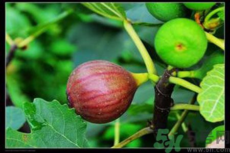 孕婦可以吃無(wú)花果嗎？懷孕可以吃無(wú)花果嗎？