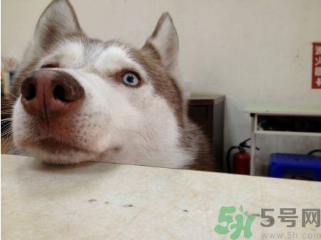 acca kappa官網(wǎng)地址 acca kappa是什么牌子？