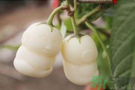 人參果是發(fā)物嗎？人參果是不是發(fā)物？