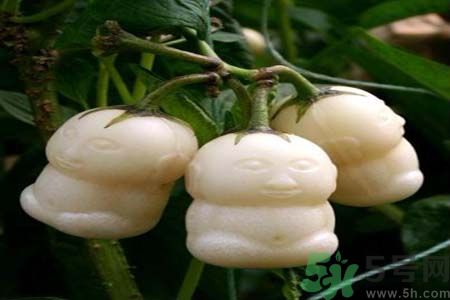 哺乳期可以吃人參果嗎？哺乳期吃人參果好嗎？