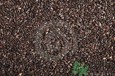 芝麻能生吃嗎?芝麻生吃有什么好處