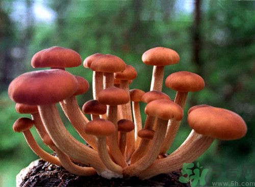 茶樹(shù)菇可以生吃嗎?茶樹(shù)菇生吃會(huì)怎么樣 茶樹(shù)菇可以生吃嗎?茶樹(shù)菇生吃會(huì)怎么樣