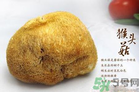 猴頭菇是發(fā)物嗎？猴頭菇是不是發(fā)物？