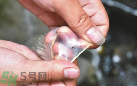 3個(gè)月懷孕2次 怎么辨別避孕套優(yōu)劣？