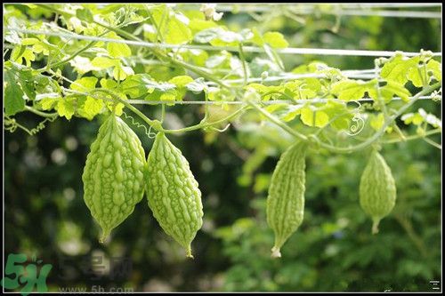 冬瓜和苦瓜能一起吃嗎?冬瓜和苦瓜的做法 冬瓜和苦瓜能一起吃嗎?冬瓜和苦瓜的做法