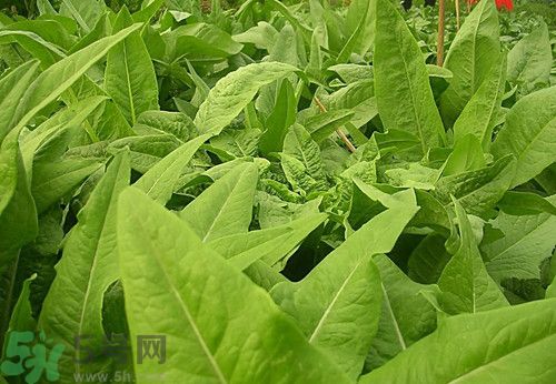 吃油麥菜可以減肥嗎?油麥菜減肥食譜 吃油麥菜可以減肥嗎?油麥菜減肥食譜