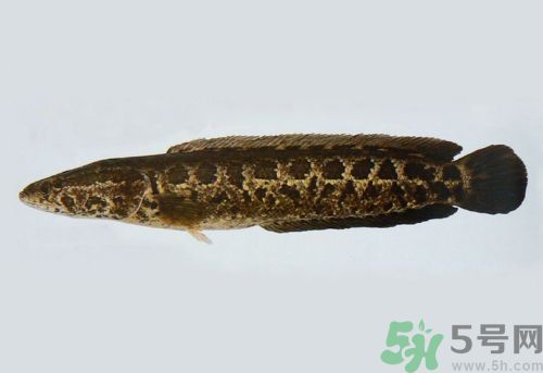 吃黑魚對傷口會好的快些嗎?吃黑魚的好處 吃黑魚對傷口會好的快些嗎?吃黑魚的好處