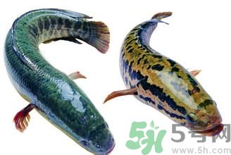 吃黑魚對傷口會(huì)好的快些嗎?吃黑魚的好處