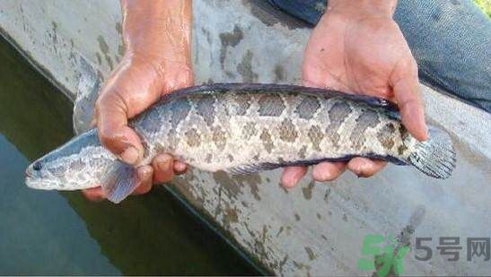 產(chǎn)婦可以吃黑魚嗎?產(chǎn)婦吃黑魚回奶嗎 產(chǎn)婦可以吃黑魚嗎?產(chǎn)婦吃黑魚回奶嗎