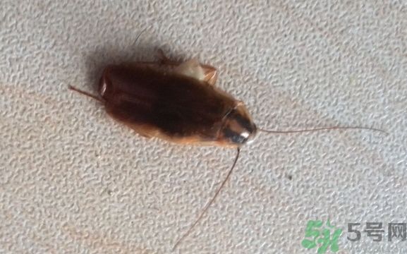 寢室有蟑螂怎么辦?宿舍有蟑螂怎么消滅? 寢室有蟑螂怎么辦?宿舍有蟑螂怎么消滅?