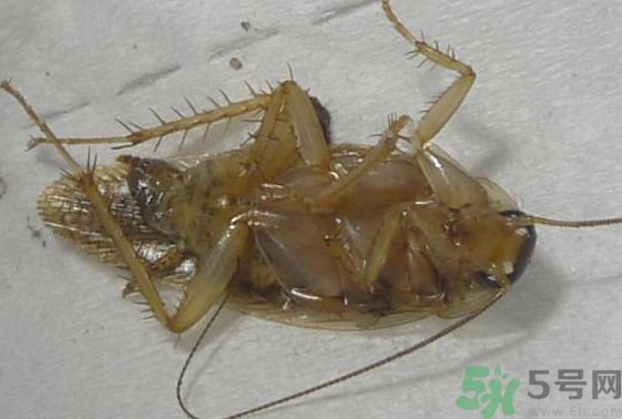 寢室有蟑螂怎么辦?宿舍有蟑螂怎么消滅? 寢室有蟑螂怎么辦?宿舍有蟑螂怎么消滅?