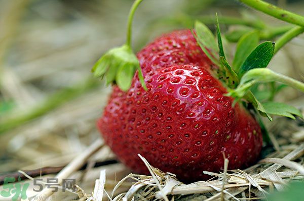 草莓和什么榨汁好喝？草莓榨汁搭配什么好？