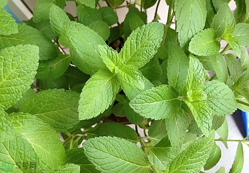 薄荷能美白嗎？薄荷有什么功效和作用？