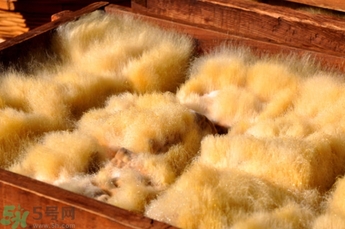 豆腐長毛了還能吃嗎?豆腐長毛了怎么辦 豆腐長毛了還能吃嗎?豆腐長毛了怎么辦