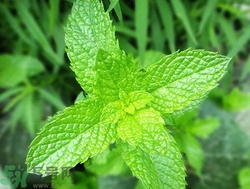 薄荷能美白嗎？薄荷有什么功效和作用？