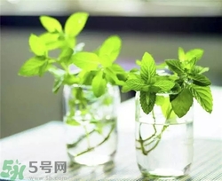 薄荷能美白嗎？薄荷有什么功效和作用？