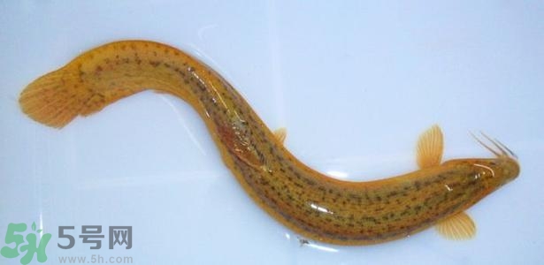 泥鰍死了還能吃嗎？死泥鰍能不能吃？