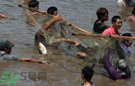 發(fā)洪水怎么抓魚？發(fā)洪水時的抓魚方法