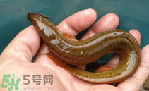 泥鰍死了還能吃嗎？死泥鰍能不能吃？
