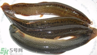 泥鰍死了還能吃嗎？死泥鰍能不能吃？