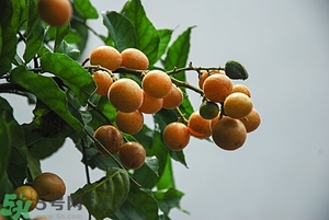 孕婦能吃黃皮果嗎？孕婦吃黃皮果好嗎？