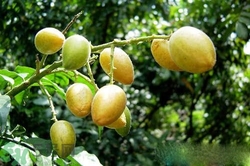 黃皮果是熱性還是涼性？黃皮果是涼性嗎？