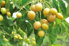 黃皮果是熱性還是涼性？黃皮果是涼性嗎？