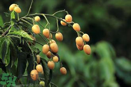 黃皮果是酸性還是堿性？黃皮果是堿性嗎？