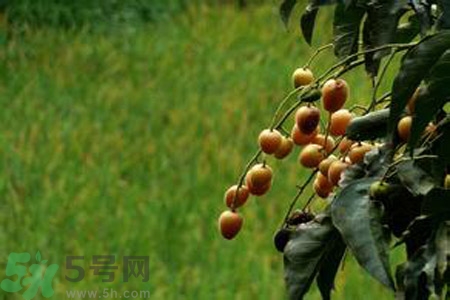 黃皮果果核可以吃嗎？黃皮果果核有什么功效？