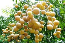 黃皮果果核可以吃嗎？黃皮果果核有什么功效？