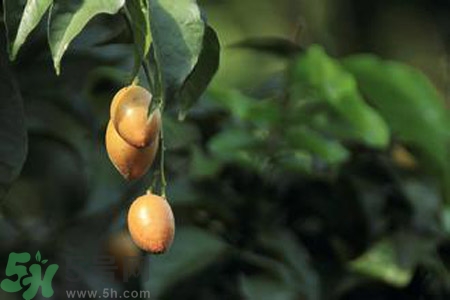 黃皮果果核可以吃嗎？黃皮果果核有什么功效？