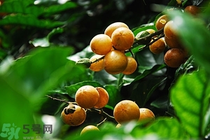 孕婦能吃黃皮果嗎？孕婦吃黃皮果好嗎？